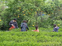 春を楽しむ・・・茶摘み＆野草とオカリナと。