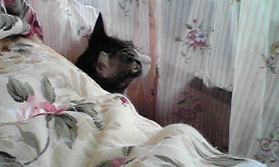 ちょっと可哀想だけど・・・（家猫トラちゃん）。