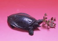 おやすみなさい（サプリ、おそるべし！）