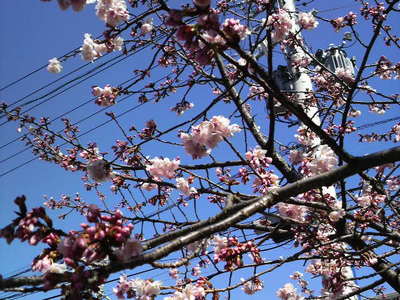 三坂屋の桜