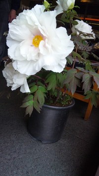 ボタンが咲いた！