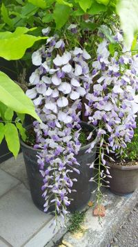 藤の花