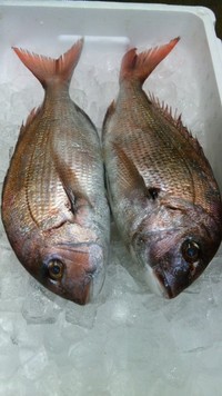 結納で使う天然のタイ