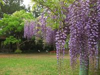 藤の花