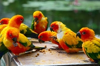 インコの学級会議