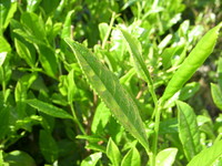 新茶！