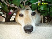 ボブ久しぶり！