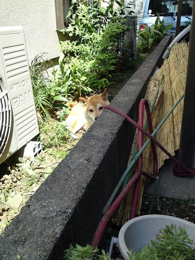 ボブは見た