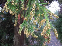 花粉に恐怖