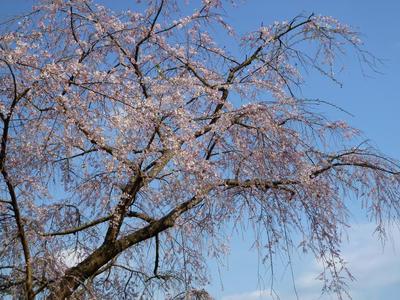 カタクリと枝垂れ桜