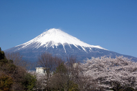 今日の富士山