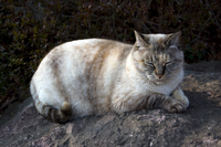 近くの公園で見かけた猫