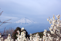 今日の富士山