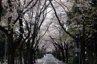 安居山の桜