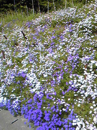 夏の花で癒された～♪