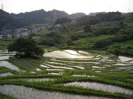 棚田の夕日