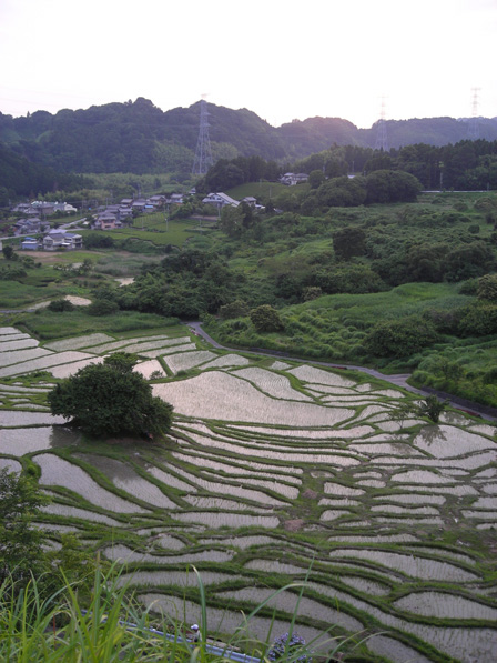 棚田の夕日