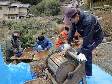 ソバの脱穀作業