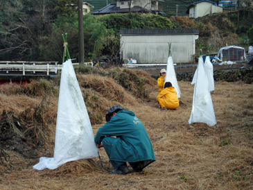 レモン木の防寒対策