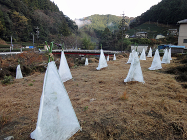 レモン木の防寒対策