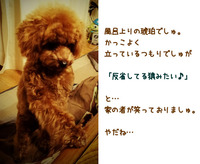 うちの琥珀さま。