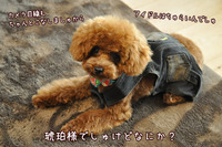 生まれて3回目のトリミング♪