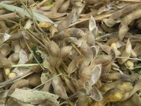 大豆収穫