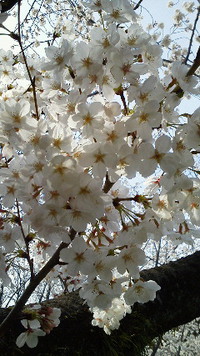 お花見日和♪