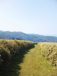 伊豆山稜線トレイル