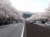 富士霊園の桜✿