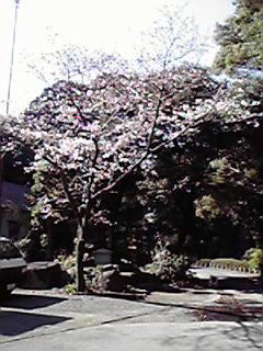 SAKURA