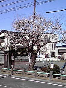 SAKURA  Ⅱ