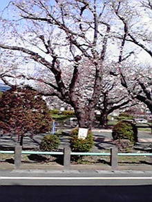 SAKURA  Ⅱ