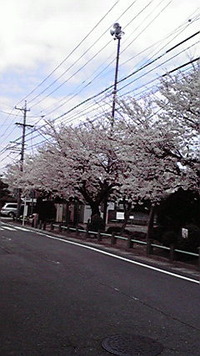 ２０１２年　さくら