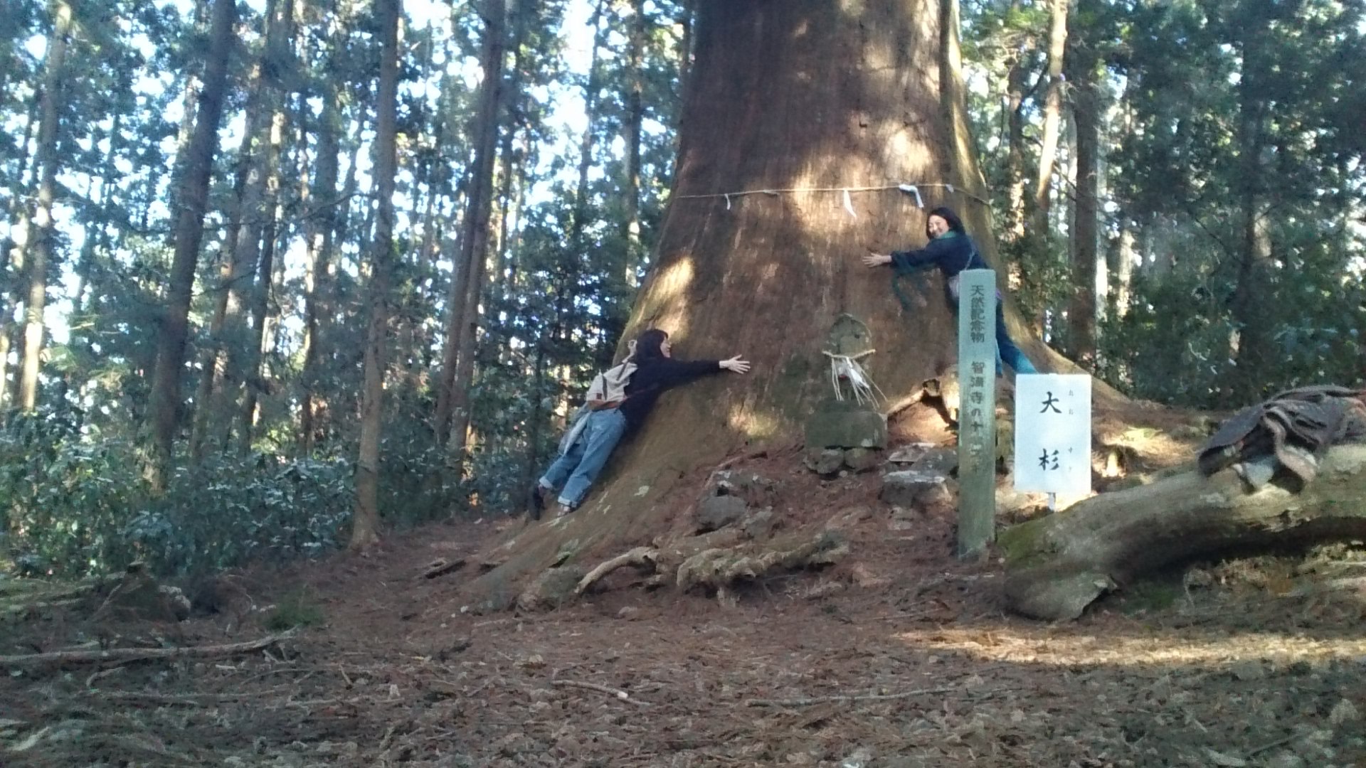 大きい杉さん