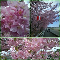 お花見