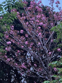 花と山の会　講座
