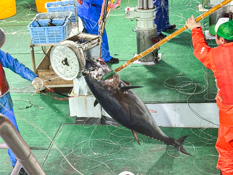 今シーズンクロまぐろ漁開始です