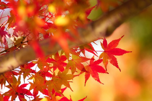 静岡県内の紅葉まとめ・2014年