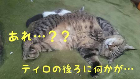 園長の保護活動☆