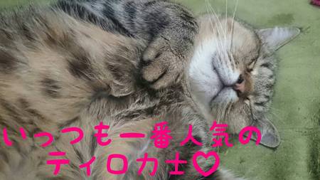園長の保護活動☆