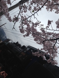 しだれ桜は　まだ間に合います 2016/04/06 09:48:21