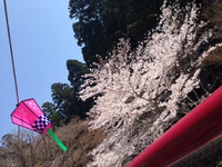 花も　だんごも　(*^^)v 2015/04/01 08:25:23