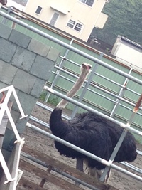 ダチョウのプリン　(*^^)v 2015/04/03 09:11:02