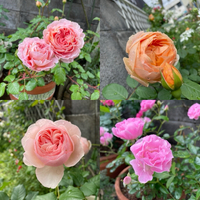 色んな薔薇