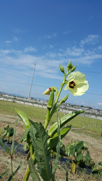 今日は秋晴れ♪