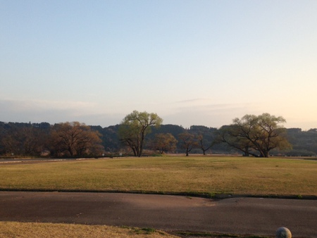 河川敷の木々が