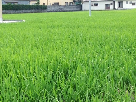 緑のじゅうたん