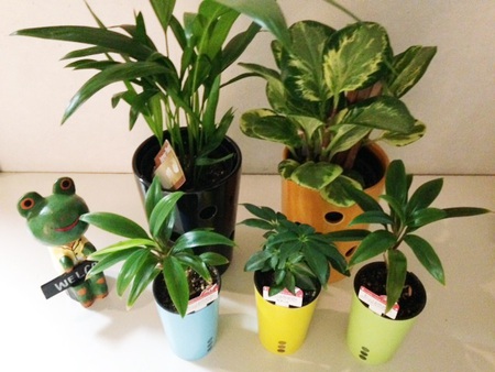 観葉植物を買ってきた