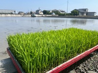田植えを行ないました